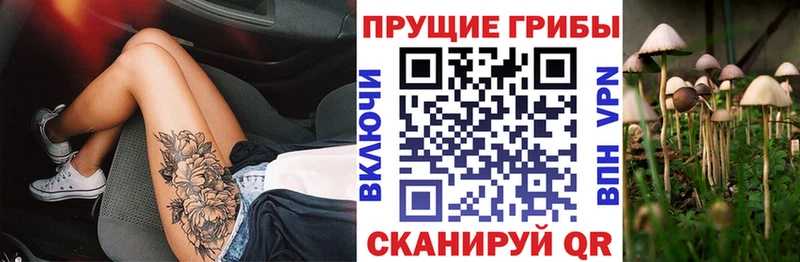 Купить где  Павловск  Галлюциногенные грибы Psilocybe 